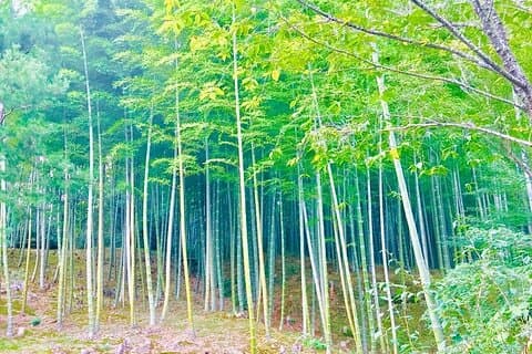 Tre-timers privat guidet tur i Arashiyama, Kyoto