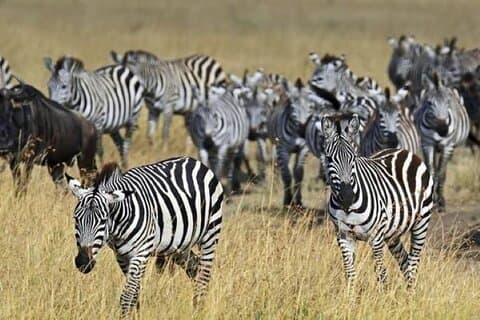 Gruppetilmeldingsdagstur til Amboseli
