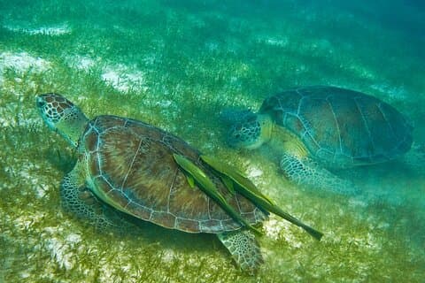 Tulumruïnes, zwemmen met schildpadden en Cenote uit Riviera Maya