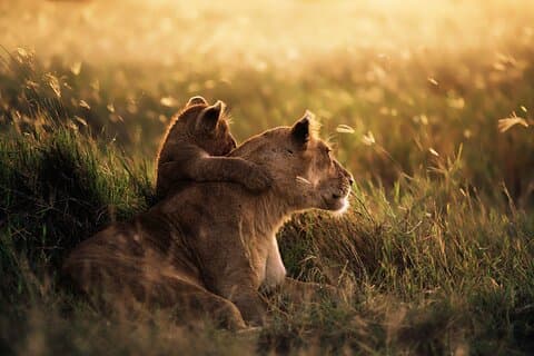 4-Daagse Gedeelde Kampeer Safari naar Tarangire en Serengeti