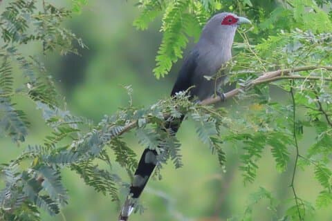 Voorbij de Oudong-tempel en vogels kijken in Phnom Penh