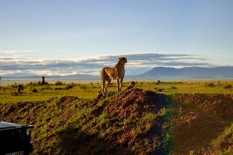 7 dagers tur til Amboseli Lake Nakuru og Masai Mara