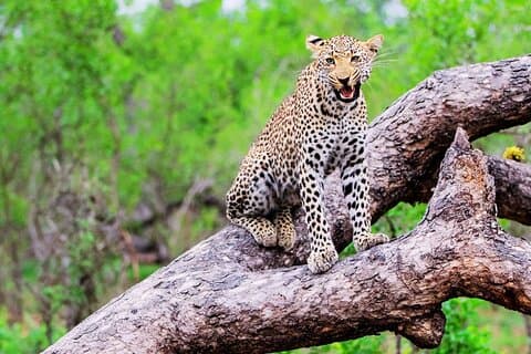 Kruger nationaal park. 2-daagse beste safari ooit uit Kaapstad