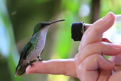 Rocklands Bird Sanctuary och Montego Bay Höjdpunkter