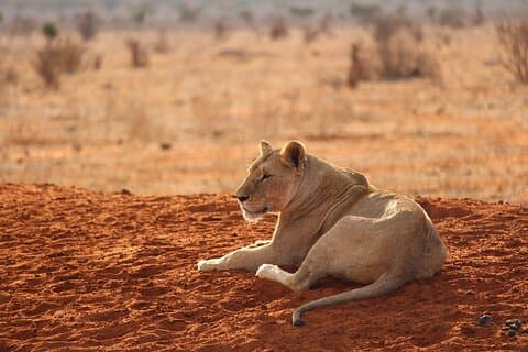 3 dage 2 nætter Tsavo West Ziwani Camp med Night Game Drive