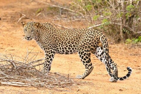 3-Days 2-nights Tanzania Midrange Group Join Safari