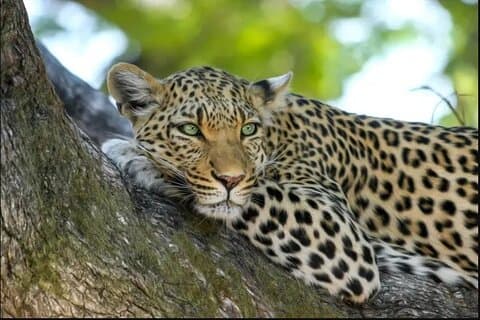 Leoparden-Luxussafari in Tansania