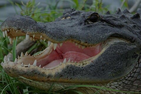 Paseos en lancha Florida Everglades