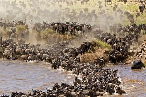 PRIVATE Gnu-Kalbsafari, Tansania, Januar bis März