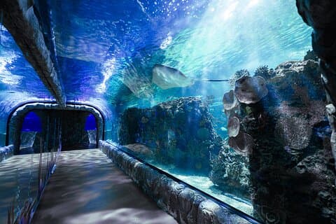 インブルサ水族館のチケット