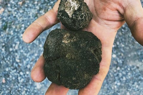 Truffle Quest & Discover Pisa - Excursion from Livorno