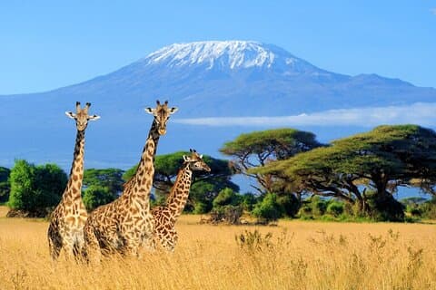 6 dias de safári compartilhado para Masai Mara, Lago Nakuru e Amboseli