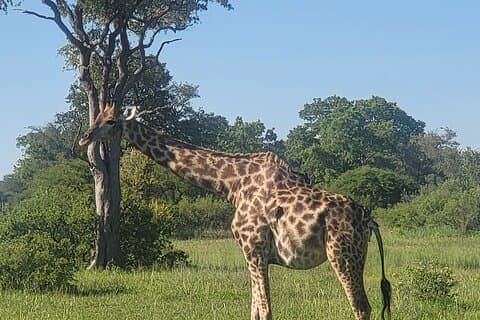 Giornata intera al parco nazionale Chobe ed esperienza sul fiume