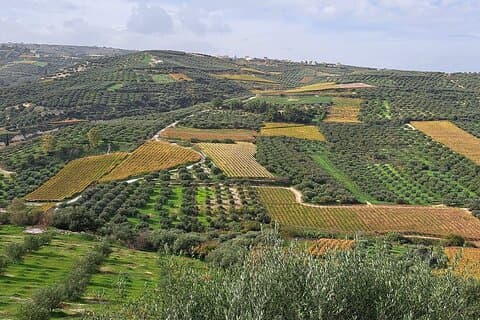 Wine Raki Olive Oil Tasting and Pottery - Private Tour