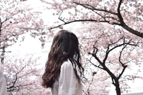 (Hotel Pickup Small Vip) Cherry Blossom East Tour Jeju UNESCO