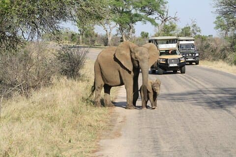 4 dage - det bedste fra Johannesburg med Kruger 2 dages safari