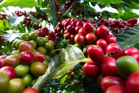 Visite de Fairview Coffee Farm avec test de café