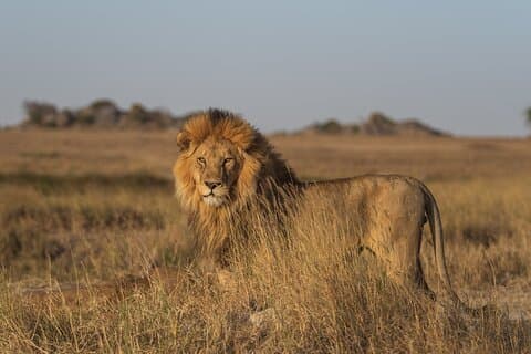 5-dages safari til Tsavo West, Amboseli og Tsavo East fra Mombasa