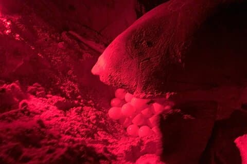 4 timmar guidad turtle Watch Expedition i Ervatão