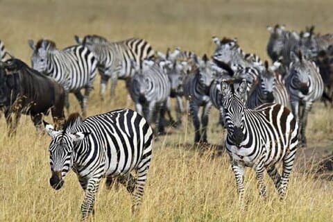 Grupo que se une al safari nocturno a Amboseli