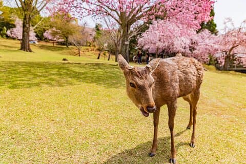 Excursion d'une journée en voiture privée à Kyoto et Nara au départ d'Osaka ou de Kyoto