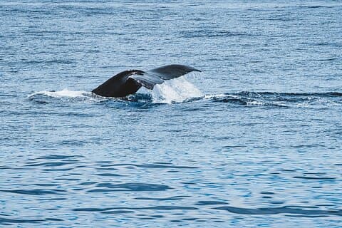 Private Whale Watching Trip fra Oahu