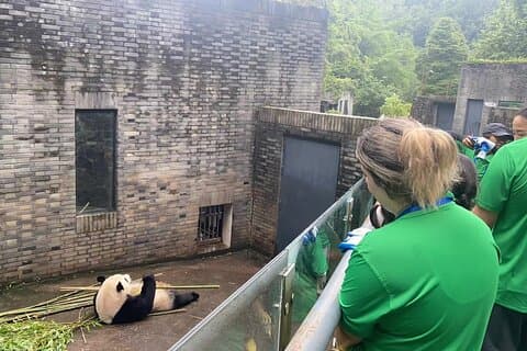 Programa de voluntariado privado en el centro de rescate de pandas de Dujiangyan