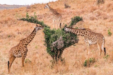 Maasai Mara 3 Day Safari using Maasai guide and 4x4 landcruiser