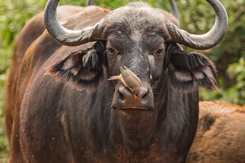 Betaalbare 2-daagse Tanzania Mid-range groep die deelneemt aan Safari