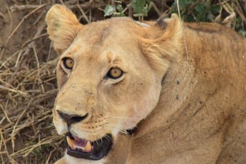 Die beste 4-tägige private Mittelklasse-Safari in Serengeti und Ngorongoro