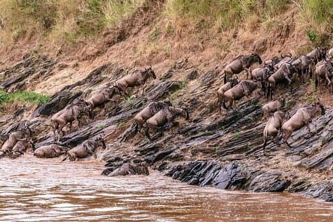 3 DAYS 2 NIGHTS GROUP JOINING MAASAI MARA SAFARI Using a 4x4 Jeep