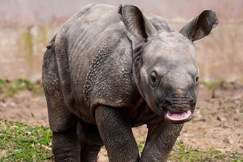Safari de 3 jours et 2 nuits à la conservation Ol Pejeta