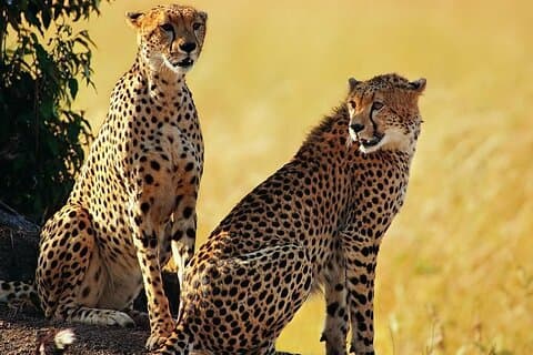 Indimenticabile 5 giorni Tanzania Private Budget Camping safari