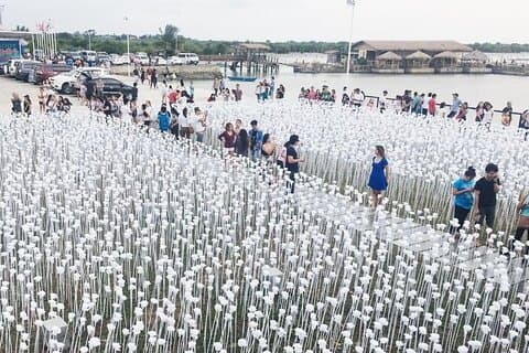 Heritage Tour with 10,000 Roses via CCLEX