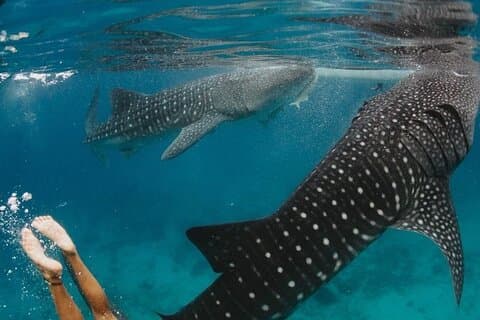 Requin-baleine d'Oslob avec visite de Samboan aux chutes Aguinid