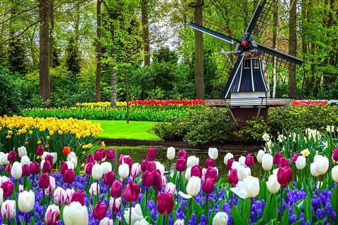 Keukenhof - Frühlingsgarten aus Rotterdam, Delf & Den Haag