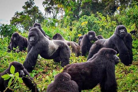 Privater Gorilla-Trekking-Transfer von Kigali zum Volcanoes N.Park