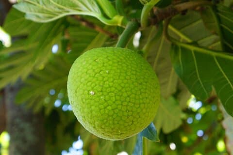 Privé-botanische tuinervaring in het hart van Maui