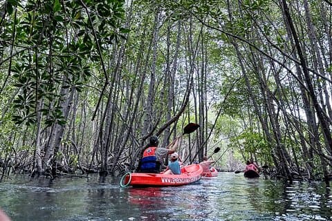 1 Hour Mangrove Tour From Lembongan with Kayak, Paddle, or Boat