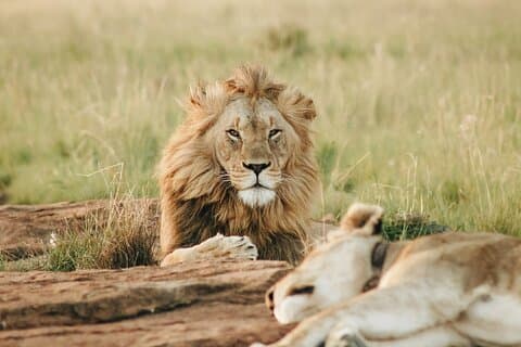5 Tage Kenia Safari : Masai mara, See Nakuru & See Naivasha