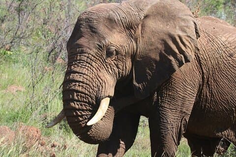Safari 4X4 Addo Elephant National Park desde Port Elizabeth