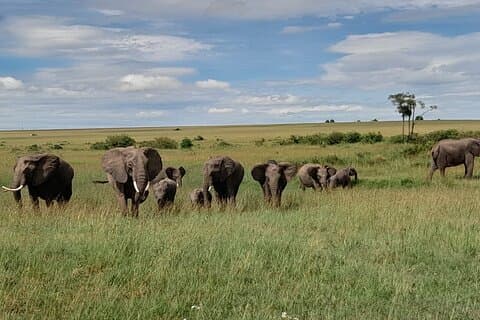 3 dias e 2 noites de safári Masai Mara no Quênia saindo de Nairóbi