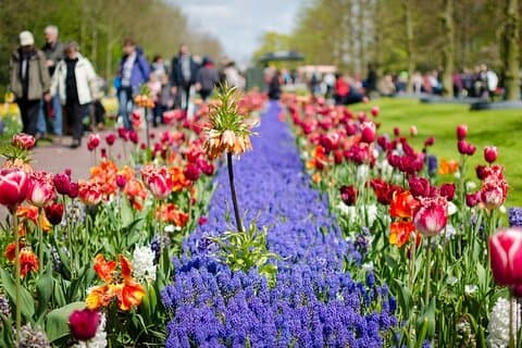 Gita di un giorno ai giardini Keukenhof da Amsterdam - Tour privato e personalizzato