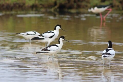 Birdwatching Private Tour at Fascinating Salgados Lagoon