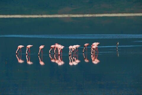2 Days to Explore Tarangire Safari and Ngorongoro Crater