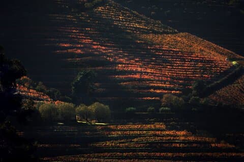 Lunsj og vinsmaking i Douro Valley-regionen