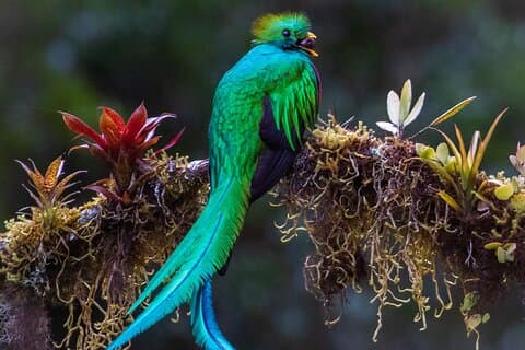 Activity for the Observation of Birds, Reptiles and Mammals
