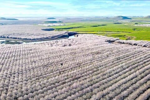 Modesto Almond Blossom Tour: Explore & Discover - Audio Tour