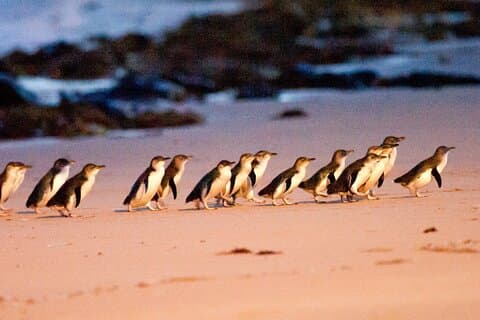 Liten grupptur på 2-7 personer på Phillip Island och Churchill Island
