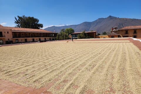 ATV- of UTV-koffietour in Antigua Guatemala